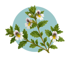 Illustration de l’euphraise